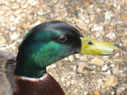 Mallard drake