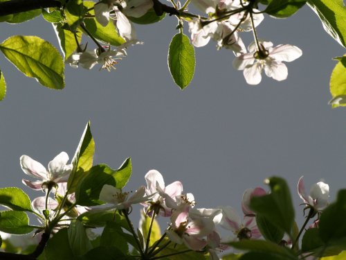 Apple blossom against a dark cloud, Steeple Claydon, Bucks