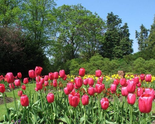 Trees and tulips