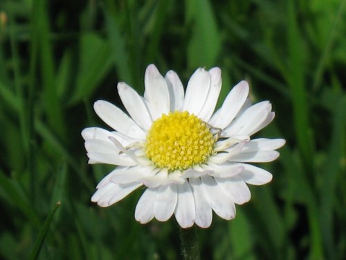 Daisy, Daisy