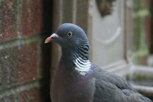 Woodpigeon.