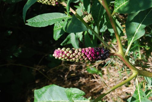 In the Botanic Gardens