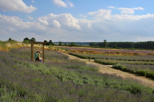 Wolds Way Lavender Farm 3