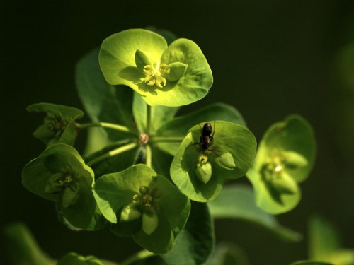 Wood Spurge, Bernwood Forest, Oakley, Bucks.