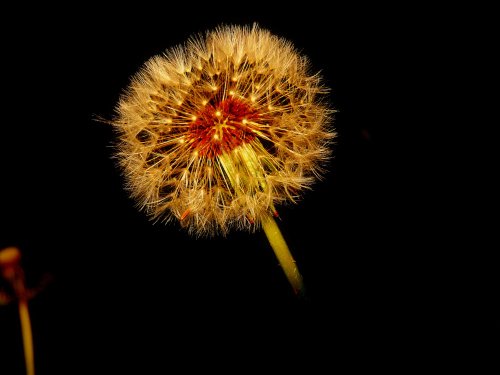 Dandelion