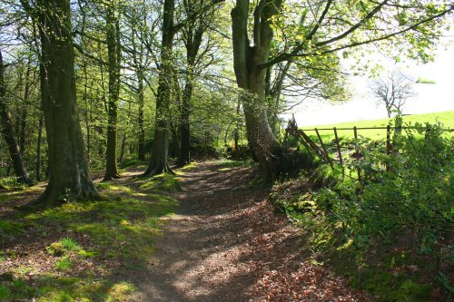 Knowle Green Woods