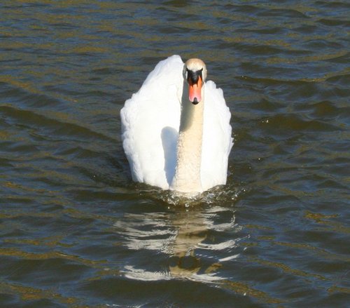 Swan