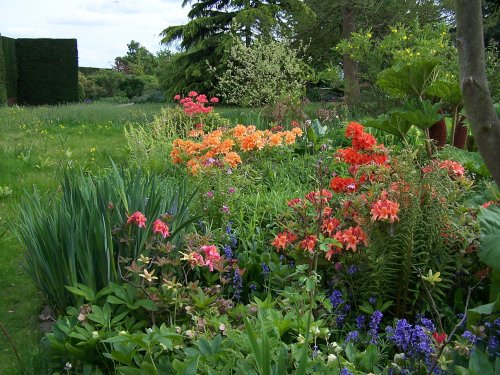 Azaleas and Gunneras around the Pond