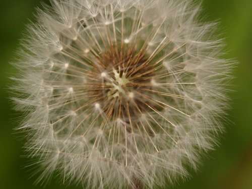 Dandelion gone to seed, Steeple Claydon, Bucks