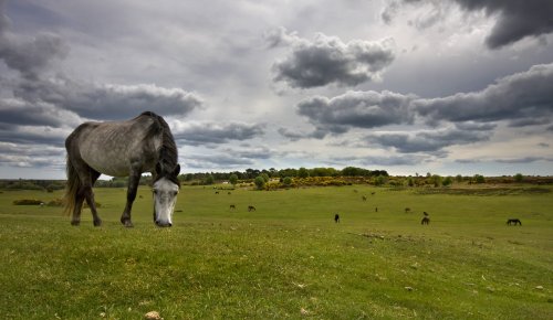 New Forest