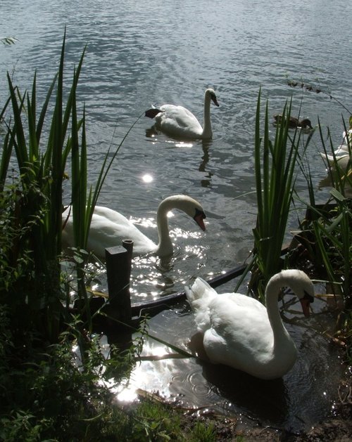 Swans, Rickmansworth
