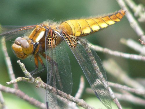 Dragonfly near the school pond