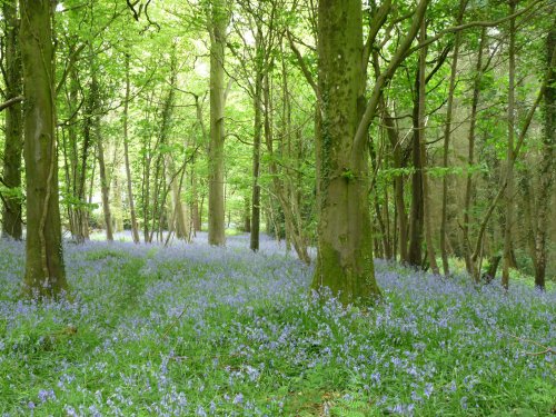 Bluebells