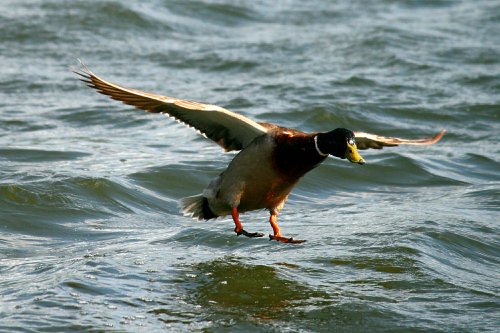 Mallard Drake.