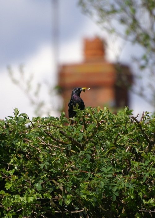 Nest collecting.