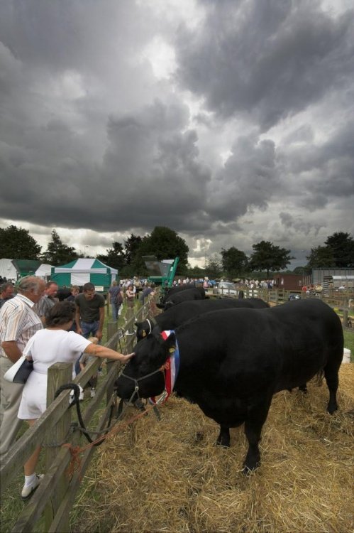 Driffield Show0012