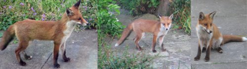 Fox in the Garden 7