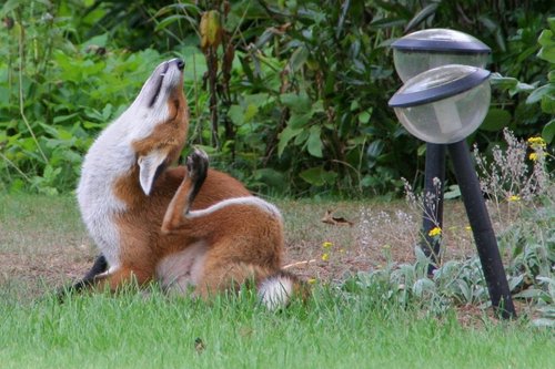 Fox in the Garden 4