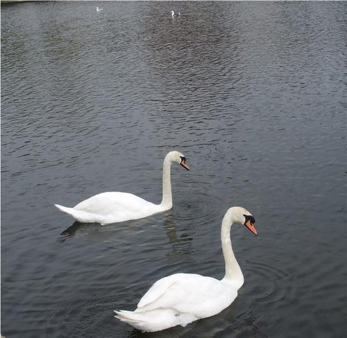 Swans in the Lake