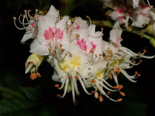 Horse Chestnut tree flowers, near Hillesden, Bucks