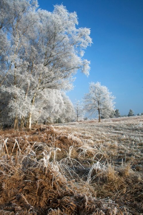 Hoar Frost