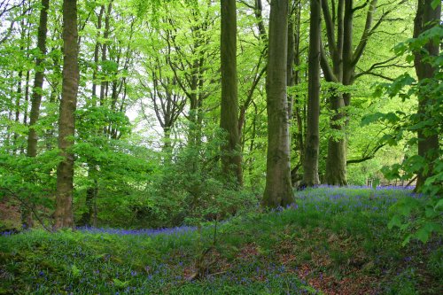 Bluebells