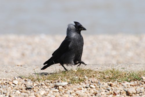 Jackdaw