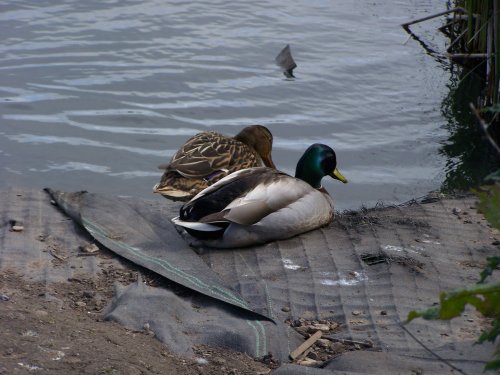 Ducks in Blackpool