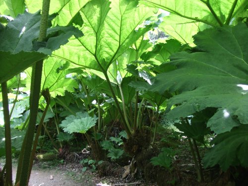 Gunnera at Trebah