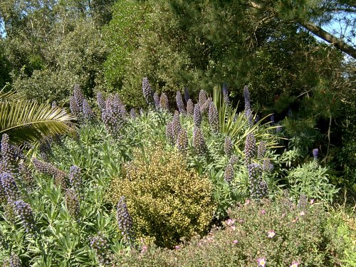 Tresco Abbey Gardens