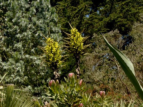 Tresco Abbey Gardens