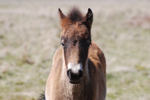 Exmoor Pony foal