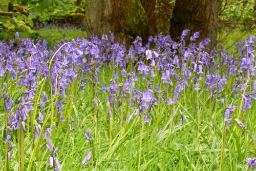 Bluebells at  Abbeystead