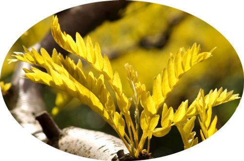 Budding leaves looking like flames, Steeple Claydon, Bucks