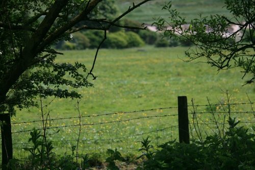 Buttercup field view