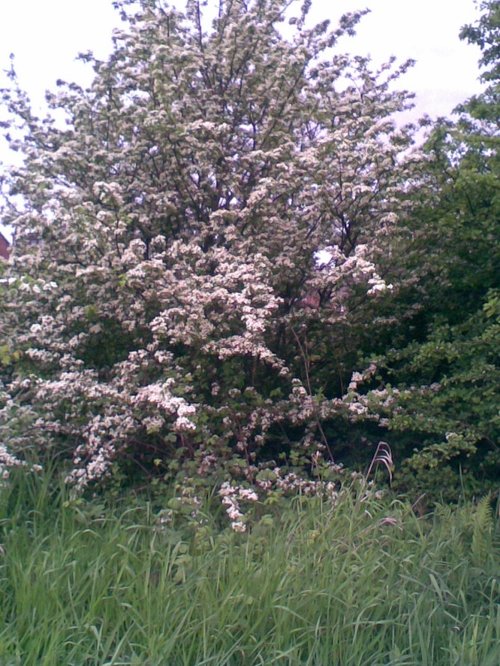 May blossoms