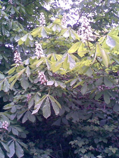 The Horse Chestnut tree in flower