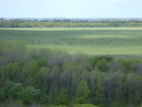 Cattle on the town moor