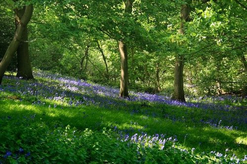 Yoxall Lodge Bluebell Woods 2