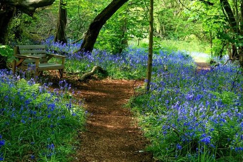 Yoxall Lodge Bluebell Woods 3