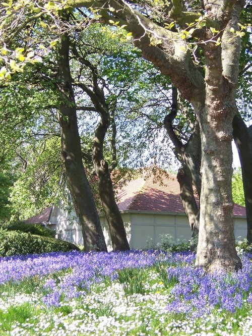 Bluebells in the park