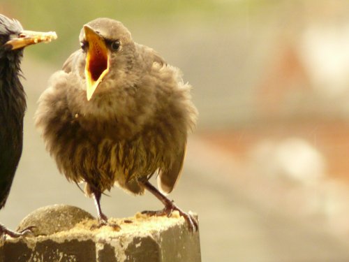 Feeding time for a young starling