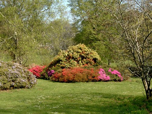 Azaleas.