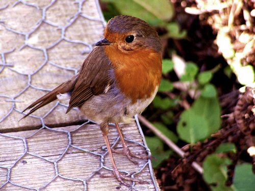 Hello Robin.