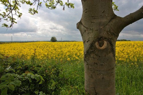 One eyed tree