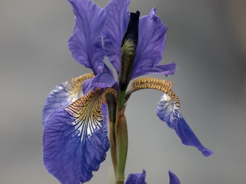 Iris, Steeple Claydon allotments, Bucks