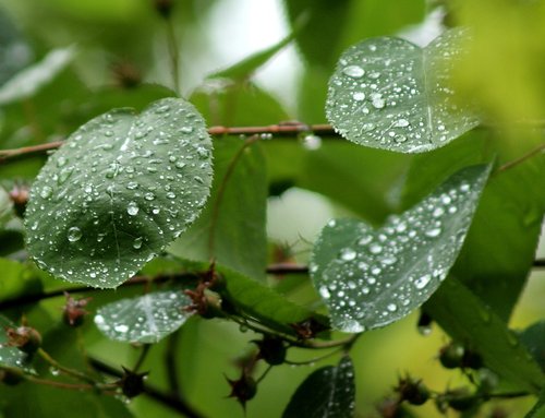 Leaves after rain, Steeple Claydon, Bucks