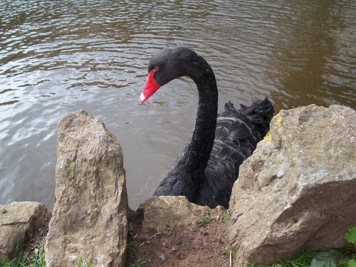 Famous Black Swan