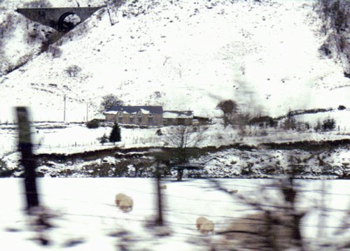 Sheep in the snow.