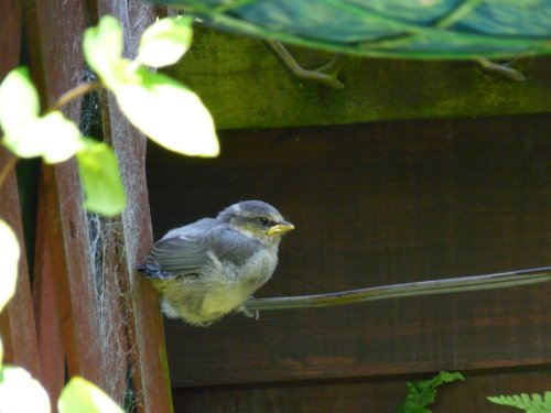 First day out of the nest